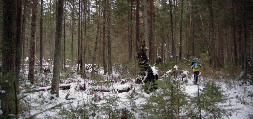 Lithuania. Following the wild